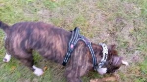 Амстафф 1  год _20251007