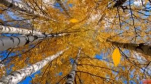 Осенний вальс..., Людмила Бурденко, муз. и исп.  С. Фрумович