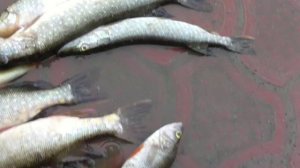 2015_Спец выпуск, 3 октября 2015