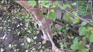 Подготавливаю яблони к зиме