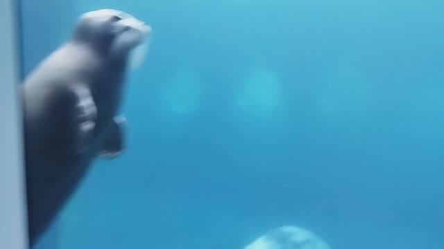 Московский зоопарк   нерпа смотреть онлайн