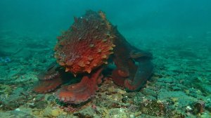 Приморье. Бухта Рудная. Октябрь 2025