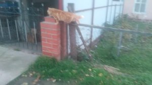 VID_20251104_165946.mp4