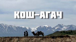 КОШ- АГАЧ / ВЛОГ АЛТАЙ 2025