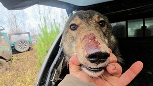 С Каюром по охотам