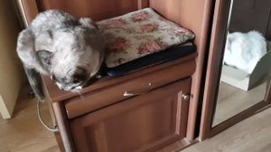 Леся и Сёма - Зад влез и это главное