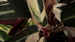 Решила вопрос с размещением! Шуршу пакетиками!