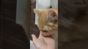 Зооняня. Кормлю котика Персика с ладошки