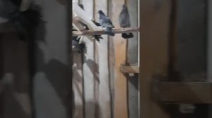 Адаптация голубей. Обход 04.11.2025. Голубедром Сошки.