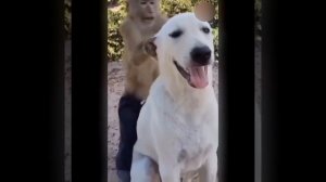 Видео от МЯУтаверс – как метавселенная, но с котами