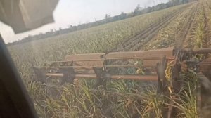 уборка кукурузы 2025