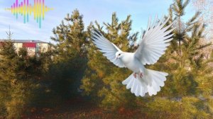 Девушка мечты в этот вечер не со мной осталась ты