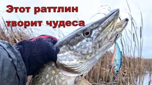 Zipbaits Calibra ловит даже когда не клюет!