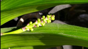 Ювелирное украшение от Ринхостилиса. Ванды, Ринхостилисы.Новый грунт для орхидеи.