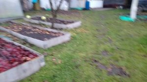 знакомство  с жорай  каментарие  жиры