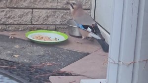 Сойка лопает кошкину еду