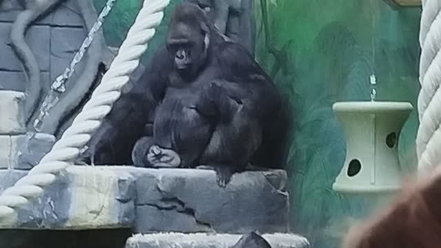 Московский зоопарк обезьяны смотреть онлайн