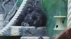 Московский зоопарк обезьяны