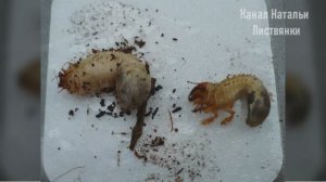 Личинки майского жука и бронзовки: как различить