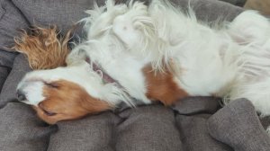 Большая лежанка для собаки кавалер кинг чарльз спаниель