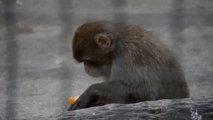 Обезьяна ест мандарин