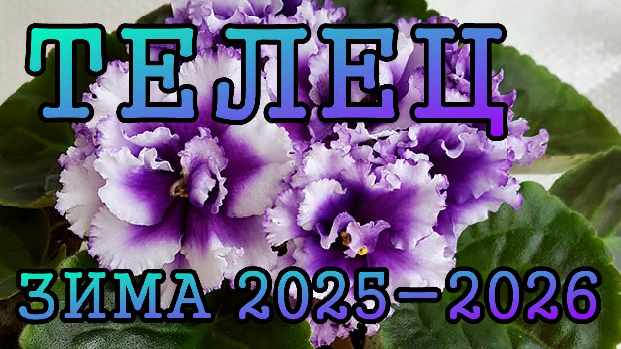 ТЕЛЕЦ таро прогноз на ЗИМУ 2025-2026 года (декабрь 2025, январь и февраль 2026)