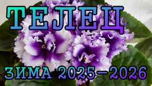 ТЕЛЕЦ таро прогноз на ЗИМУ 2025-2026 года (декабрь 2025, январь и февраль 2026)