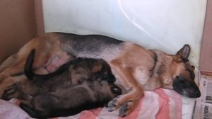 Герман и Гард Из Тигровой Династии