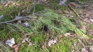 Гнездышко лесной пташки