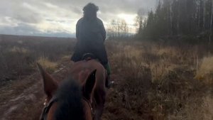 Дневник конных сборов — 31 октября