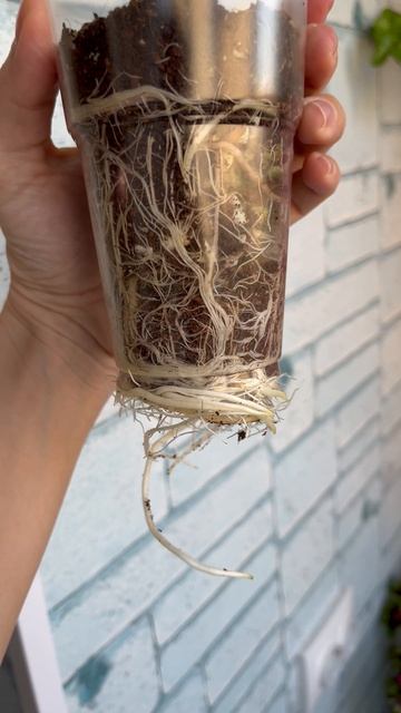 Нормальные ли корни у моей алоказии? смотреть онлайн