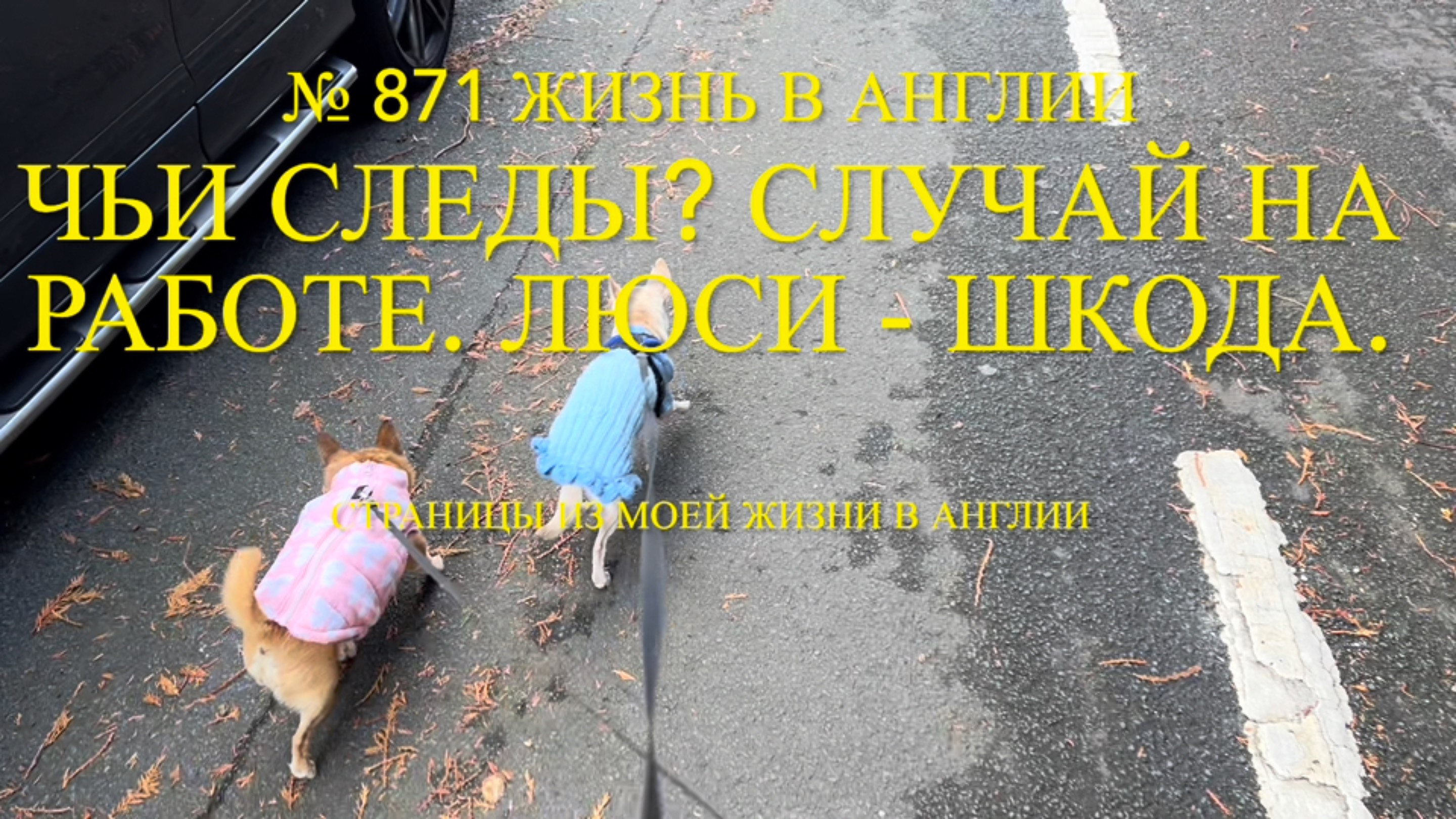 Чьи следы? Новости с работы. Люси - шкода. Ива, еда и сад. № 871 Жизнь в Англии