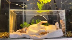 У пушистого  свой личный 4D кинотеатр