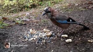 Экотерапия 53 серия.