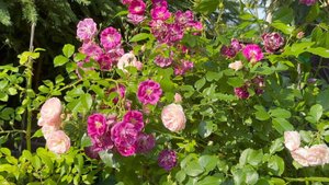 Июль в Саду 5 и 13 июля 2025