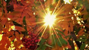 "ОСЕННЕЕ УМИРОТВОРЕНИЕ"... (Фото Ал-дра ЯЦЕНКО (Магнитогорск), муз. - Херби МЭН и Билл ЭВАНС (США))