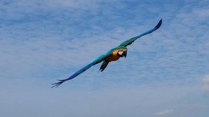 Free flying macaw Runya Свободный полёт ара Руня