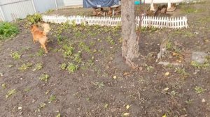 Утро Соболюшки🐕🦮🐶