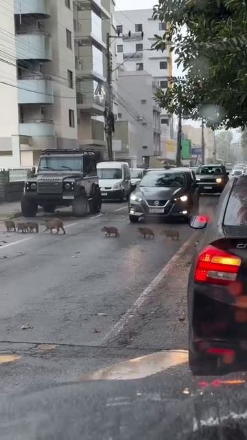 Самая милая пробка: в Бразилии остановилось движение из-за капибар которые неспеша переходили дорог