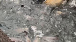 Запуск форели