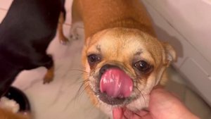 Сегодня все творожок поели с удовольствием.