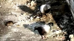 Крысы на Космическом проспекте