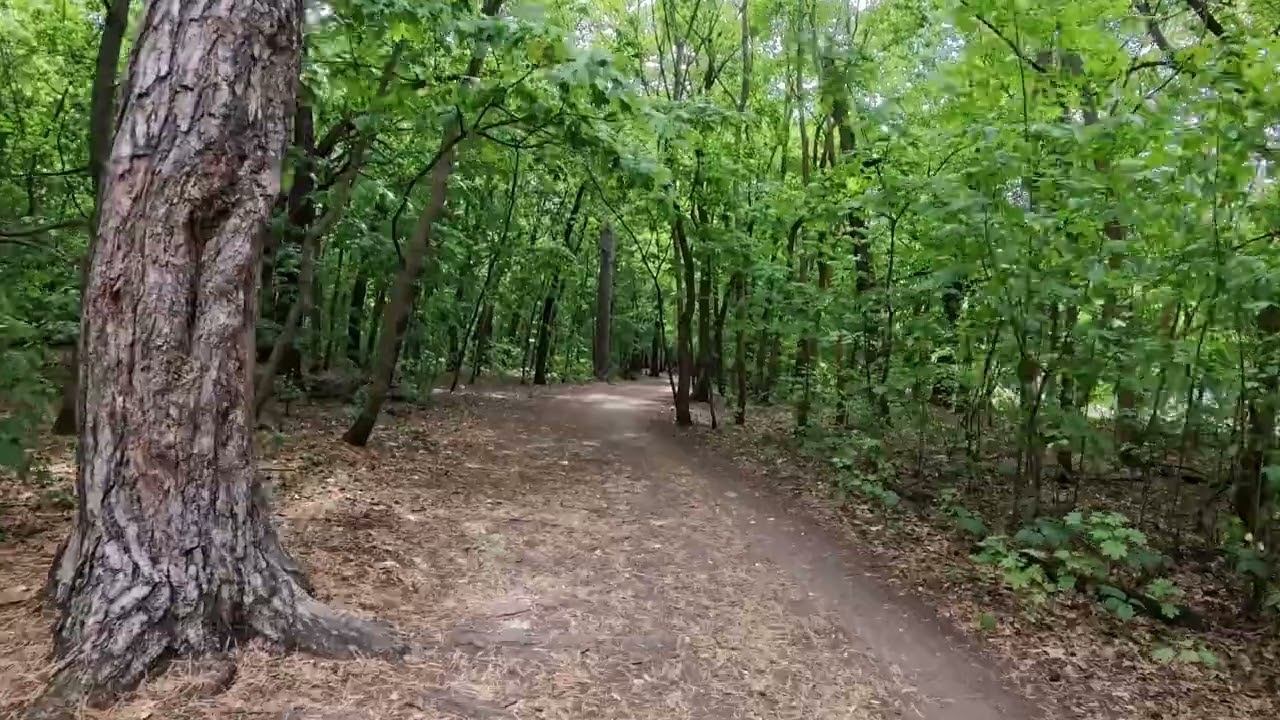 Велопрогулка по лесу