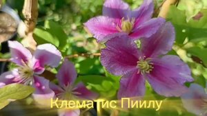 Клематис Пиилу