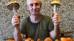 30 октября-ГРИБЫ ушли, но обещали вернуться в 26м...