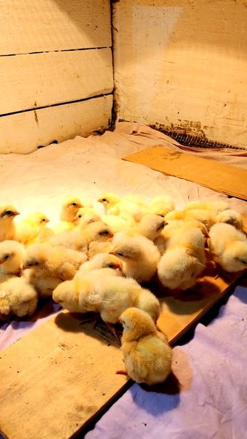 Цыплячий десант высадился! ✈️