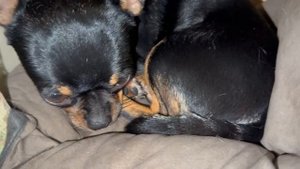 Козявочка без Любаши очень скучает.