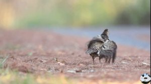 Фазан Хьюма Syrmaticus humiae