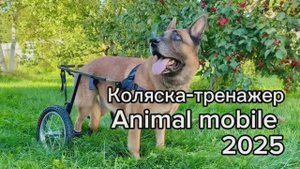 Коляска-тренажер для собак