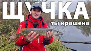 Это весомый ARGUMENT! Ловля щуки на воблер. Рыбалка с юными подписчиками в Апрелевке.